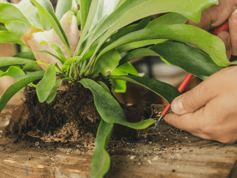 台灣蕨類＊療癒系植栽上板體驗 | 草木竹石體驗工作坊