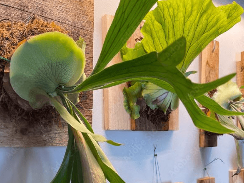 台灣蕨類＊療癒系植栽上板體驗 | 草木竹石體驗工作坊